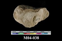 藏品(石筍)的圖片